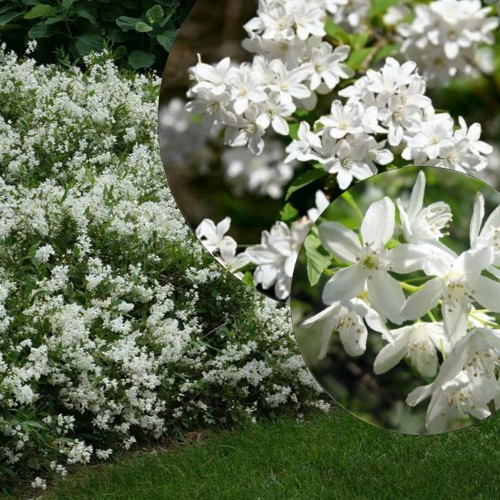 Deutzia gracilis - Kaunis deutsia C2/2L